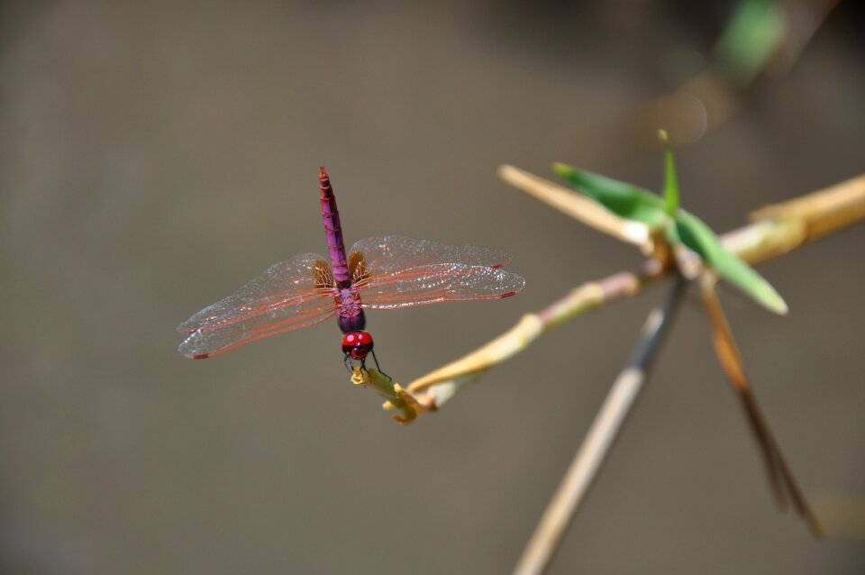 Nature insect animal