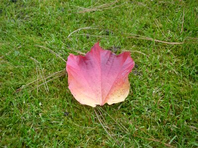 Ticket grass autumn leaf photo