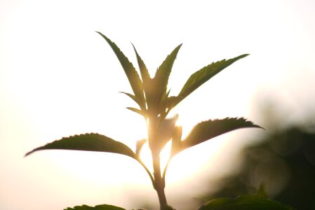 Nature solar glow