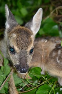 Young forest young deer photo