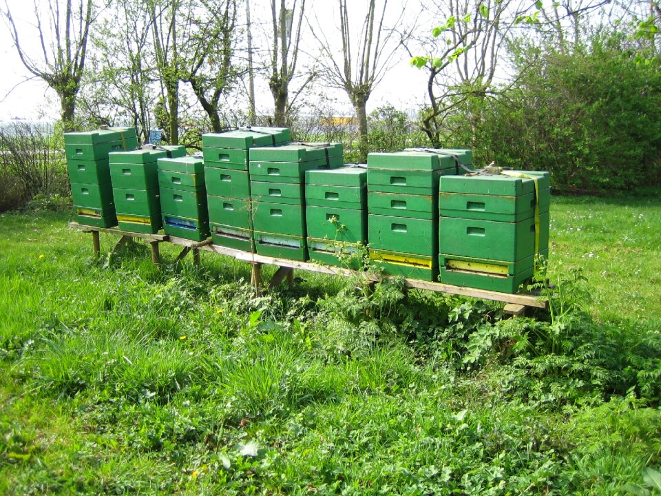 Beehive nature orchard