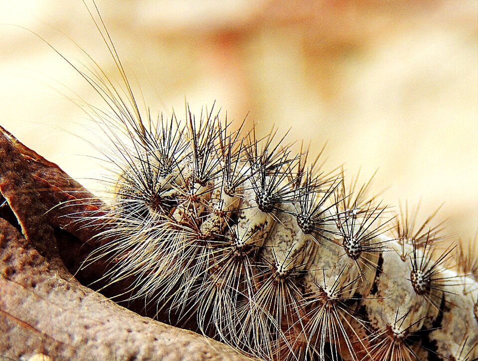 Larva grub itchy
