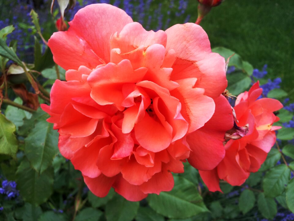 Salmon colorful flower