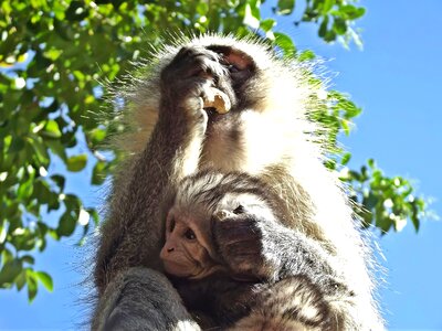 Infant south africa hartbeespoort