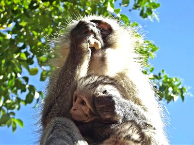 Infant south africa hartbeespoort photo