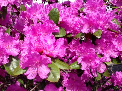 Bloom floral shrub
