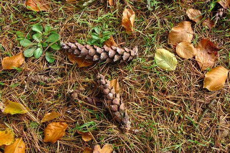 Pine cones autumn brown photo