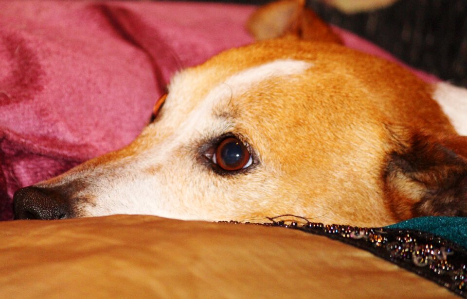 Pillow close up dog head