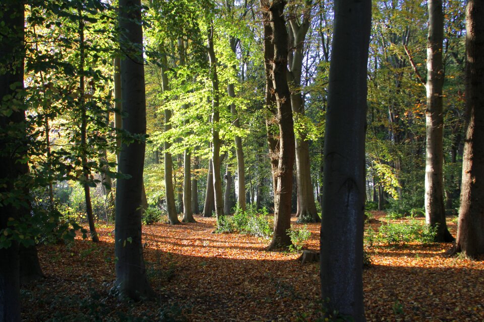 Autumn sunlight landscape