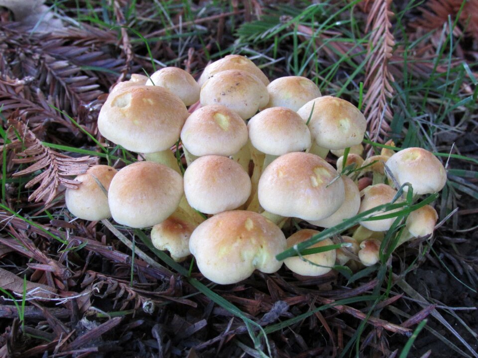 Fungus forest oregon