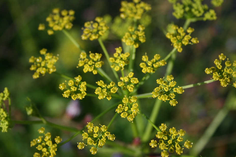 Nature plant flora