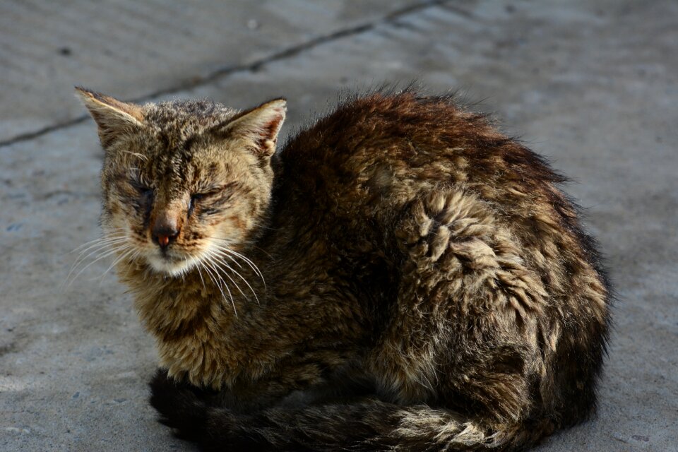 Cat still life animal photo