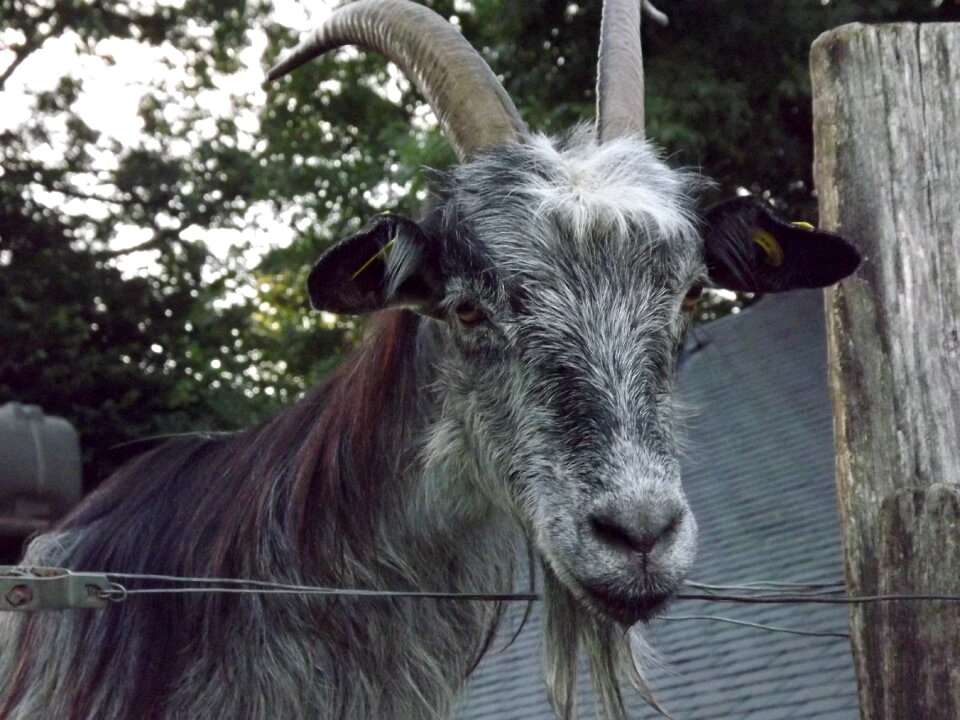 Goat animal breeding