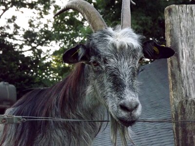 Goat animal breeding photo