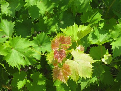 Plants spring leaves