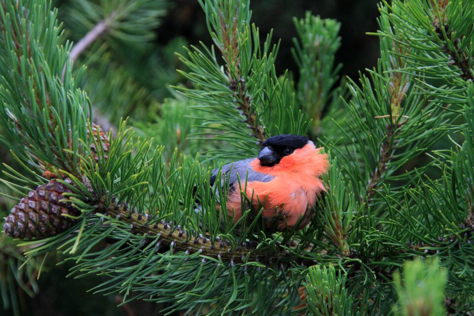 Bird birds branches