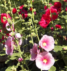 Nature floral pink