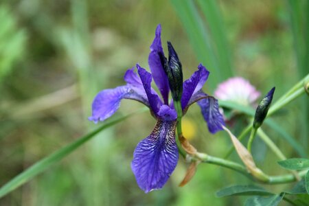 Iris violet lilac photo