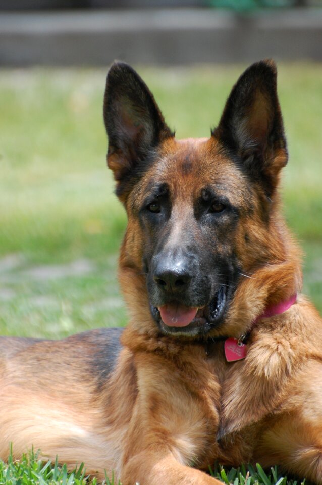 Animal canine companion