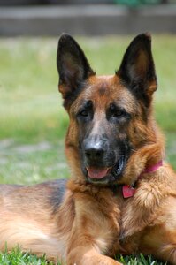 Animal canine companion