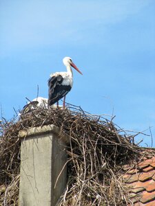 Ungersheim alsace nest photo