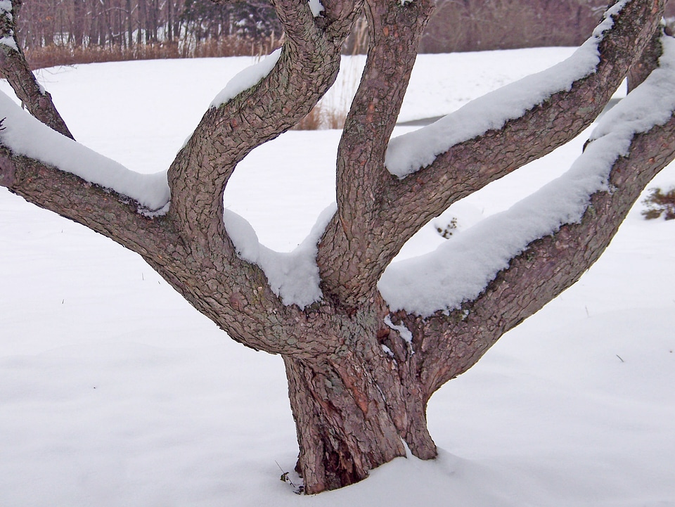 Trunk season cold photo