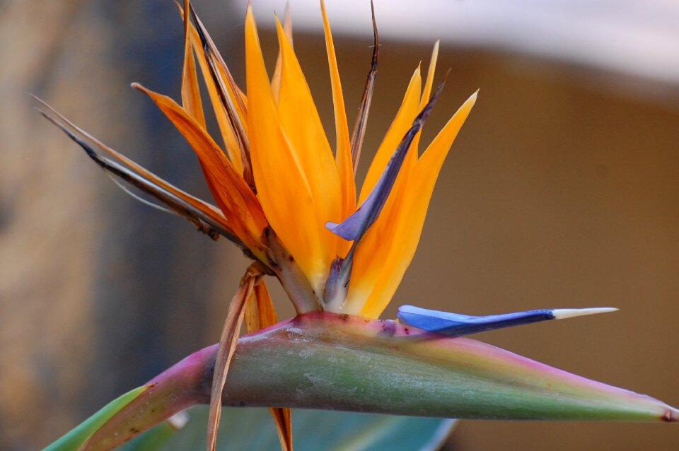 Tropical plant blooming