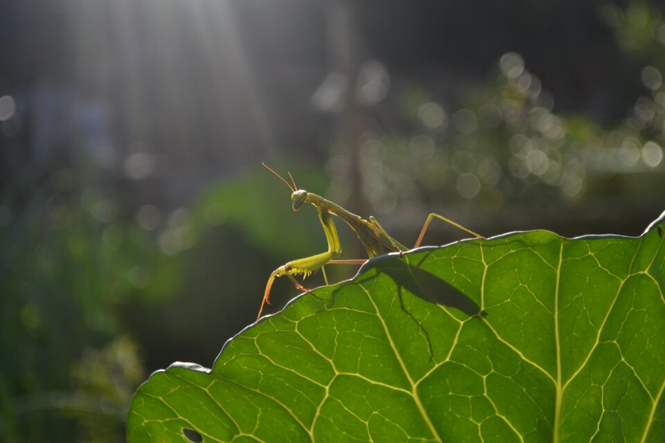 Animal green spring