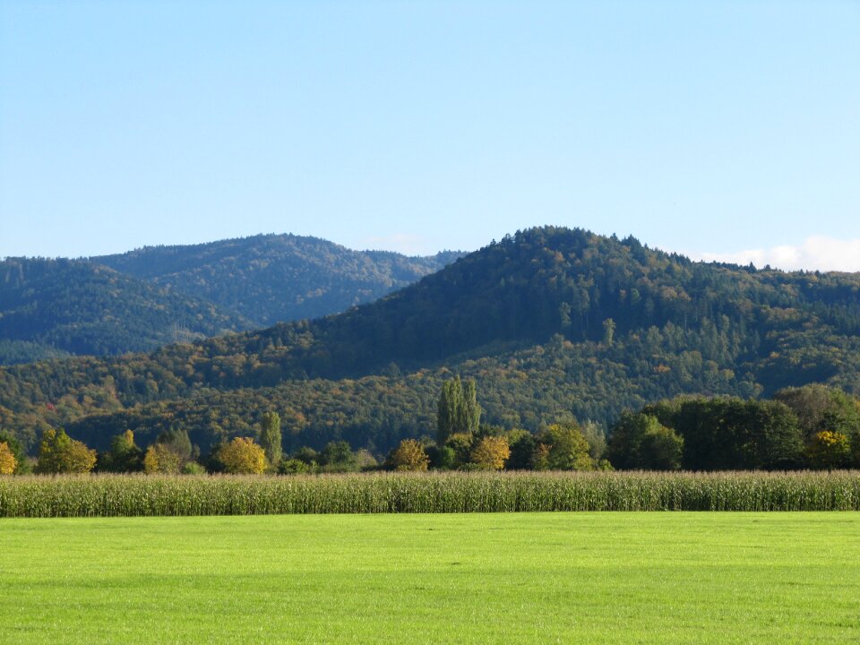 Forest landscape cornfield