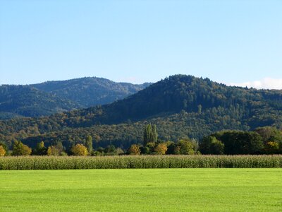 Forest landscape cornfield photo