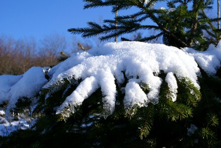 Spruce tree snowy