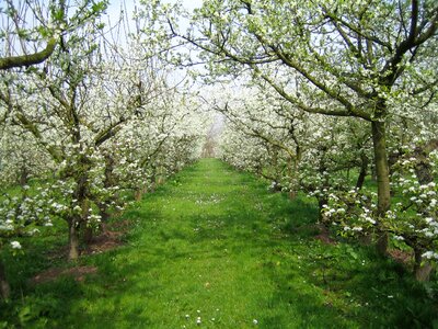 Spring apple blossom
