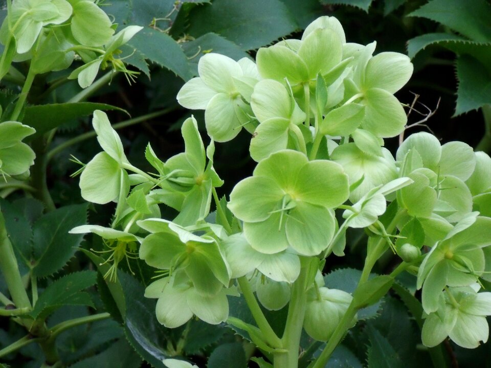 Helleborus plant light green