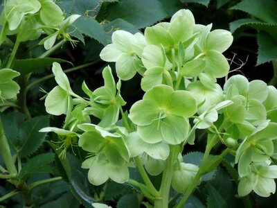 Helleborus plant light green