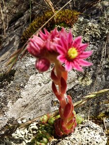Plant crassulaceae sempervivum arachnoideum rubrum