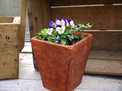 Flower terracotta pansy photo