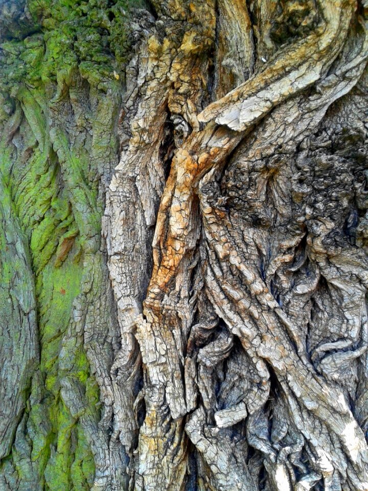 Forest green forests