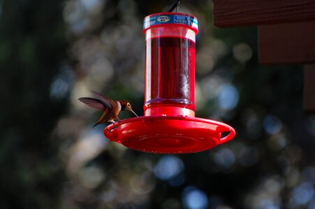 Wing hover wildlife photo