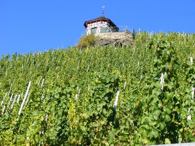 Moselle river germany wine