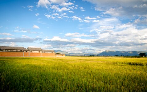 In rice field blue sky and white clouds building photo