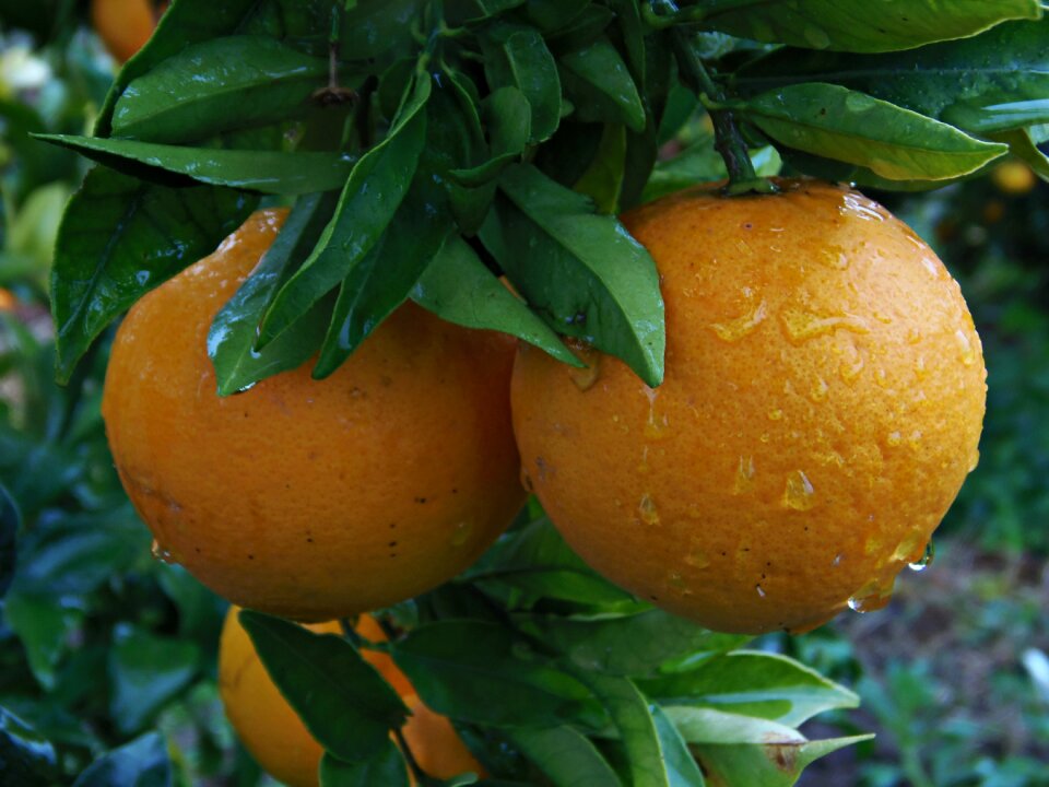 Drops of rain fruit food