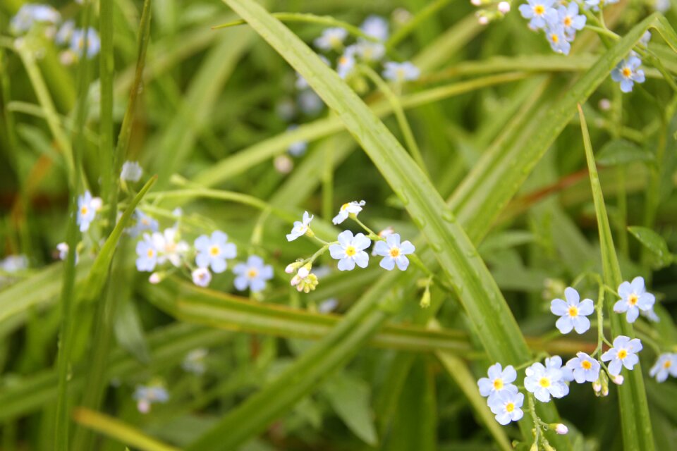 Forget-me-not meadow flower