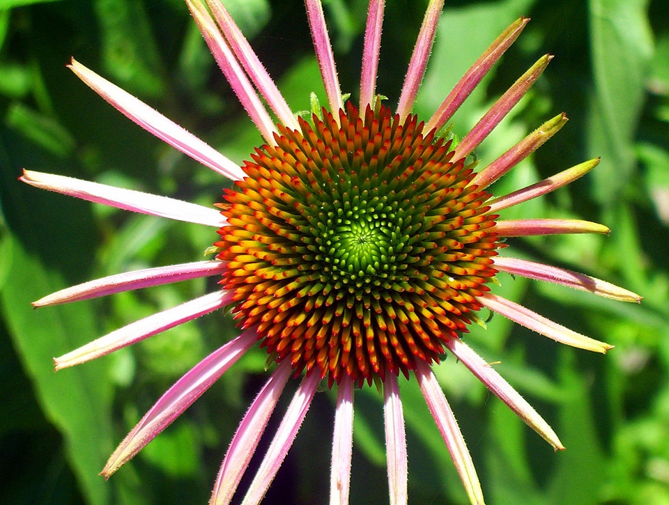 Blossom colorful detail