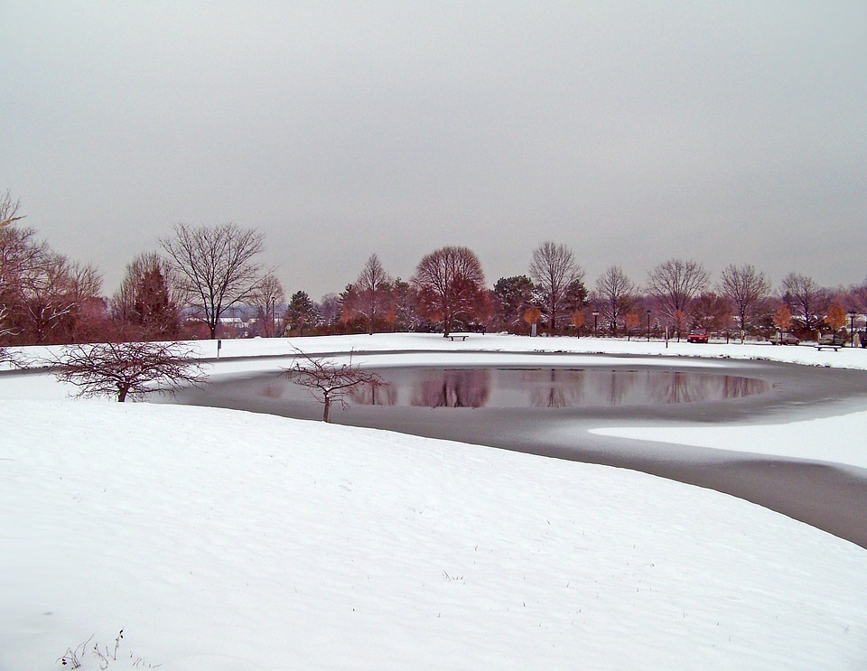 Winter trees snow photo