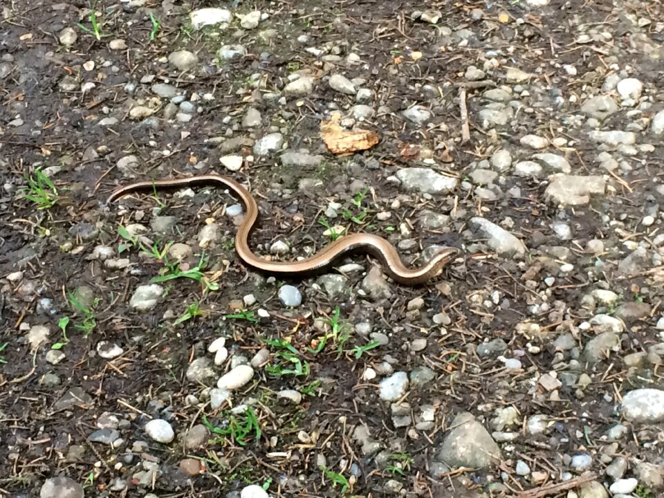 Slow worm forest snake