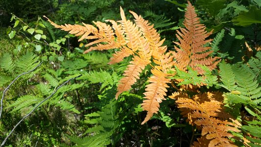 Nature green orange