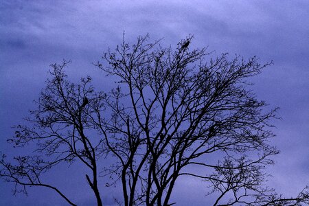 Crown sky nature
