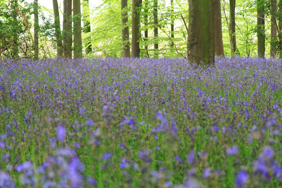 Bluebells england flower