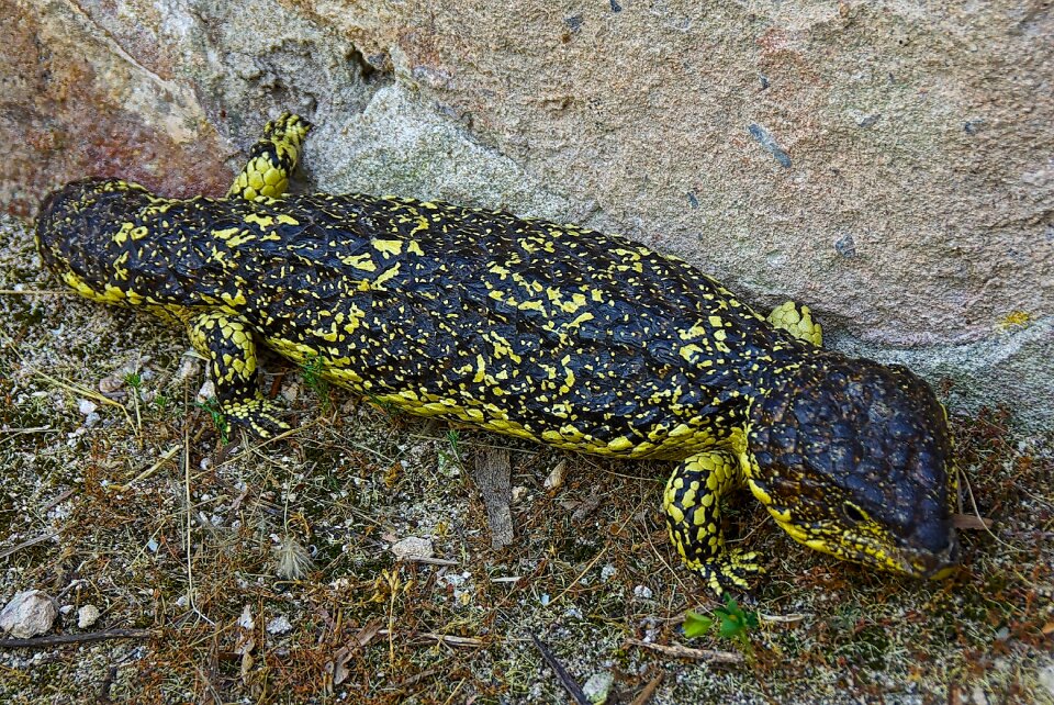 Tiliqua rugosa australian reptile