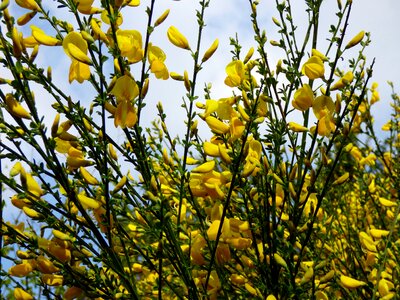 Flowers yellow nature